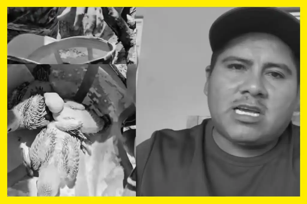 Luis Aldama, conocido en redes sociales como “Luis Mi Padre Hermoso”, enfrenta un proceso penal tras ser denunciado por la Profepa por sustraer crías de perico de su nido.