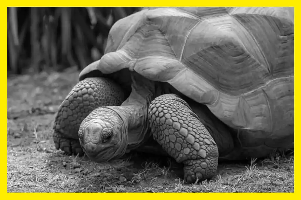 Mommy, una tortuga gigante de las Islas Galápagos de 100 años de edad se ha convertido en madre por primera vez en el zoológico de Filadelfia, Estados Unidos.